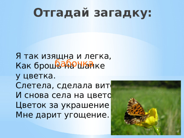 Отгадай загадку: Я так изящна и легка,  Как брошь на шапке у цветка.  Слетела, сделала виток  И снова села на цветок.  Цветок за украшение  Мне дарит угощение. бабочка 