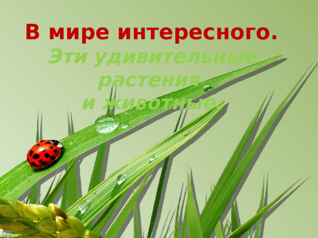 В мире интересного.  Эти удивительные растения  и животные . 