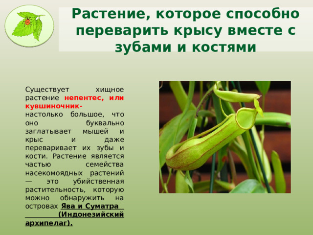 Растение, которое способно переварить крысу вместе с зубами и костями Существует хищное растение непентес, или кувшиночник- настолько большое, что оно буквально заглатывает мышей и крыс и даже переваривает их зубы и кости. Растение является частью семейства насекомоядных растений — это убийственная растительность, которую можно обнаружить на островах Ява и Суматра (Индонезийский архипелаг). 