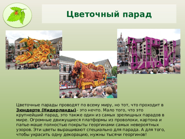 Цветочный парад Цветочные парады проводят по всему миру, но тот, что проходит в Зюндерте (Нидерланды) – это нечто. Мало того, что это крупнейший парад, это также один из самых зрелищных парадов в мире. Огромные движущиеся платформы из проволоки, картона и папье-маше полностью покрыты георгинами самых невероятных узоров. Эти цветы выращивают специально для парада. А для того, чтобы украсить одну декорацию, нужны тысячи георгинов! 