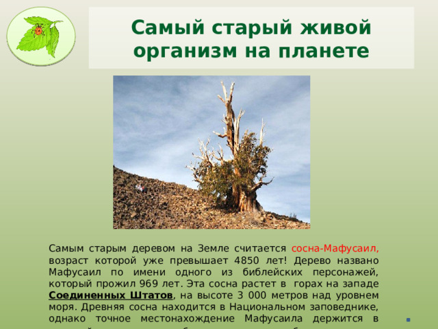 Самый старый живой организм на планете Самым старым деревом на Земле считается сосна-Мафусаил, возраст которой уже превышает 4850 лет! Дерево названо Мафусаил по имени одного из библейских персонажей, который прожил 969 лет. Эта сосна растет в горах на западе Соединенных Штатов , на высоте 3 000 метров над уровнем моря. Древняя сосна находится в Национальном заповеднике, однако точное местонахождение Мафусаила держится в строжайшем секрете, чтобы защитить его от общественности . 