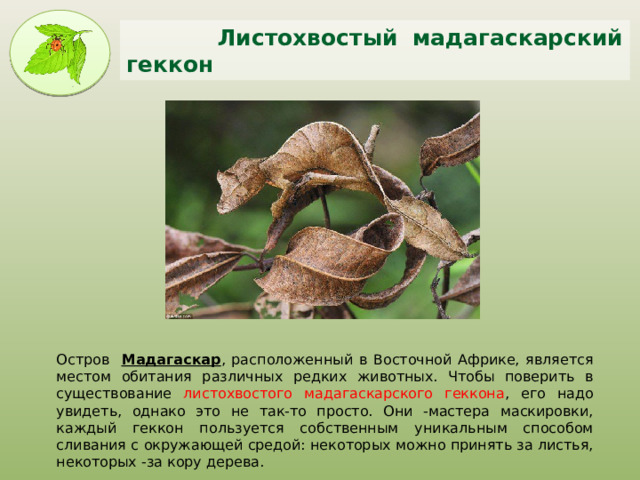  Листохвостый мадагаскарский геккон Остров Мадагаскар , расположенный в Восточной Африке, является местом обитания различных редких животных. Чтобы поверить в существование листохвостого мадагаскарского геккона , его надо увидеть, однако это не так-то просто. Они -мастера маскировки, каждый геккон пользуется собственным уникальным способом сливания с окружающей средой: некоторых можно принять за листья, некоторых -за кору дерева. 