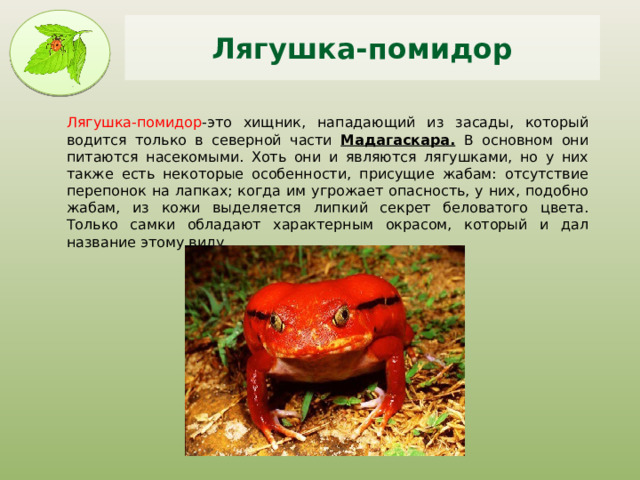Лягушка-помидор Лягушка-помидор -это хищник, нападающий из засады, который водится только в северной части Мадагаскара. В основном они питаются насекомыми. Хоть они и являются лягушками, но у них также есть некоторые особенности, присущие жабам: отсутствие перепонок на лапках; когда им угрожает опасность, у них, подобно жабам, из кожи выделяется липкий секрет беловатого цвета. Только самки обладают характерным окрасом, который и дал название этому виду. 
