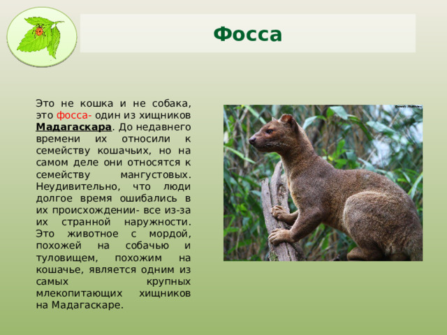 Фосса Это не кошка и не собака, это фосса- один из хищников Мадагаскара . До недавнего времени их относили к семейству кошачьих, но на самом деле они относятся к семейству мангустовых. Неудивительно, что люди долгое время ошибались в их происхождении- все из-за их странной наружности. Это животное с мордой, похожей на собачью и туловищем, похожим на кошачье, является одним из самых крупных млекопитающих хищников на Мадагаскаре. 