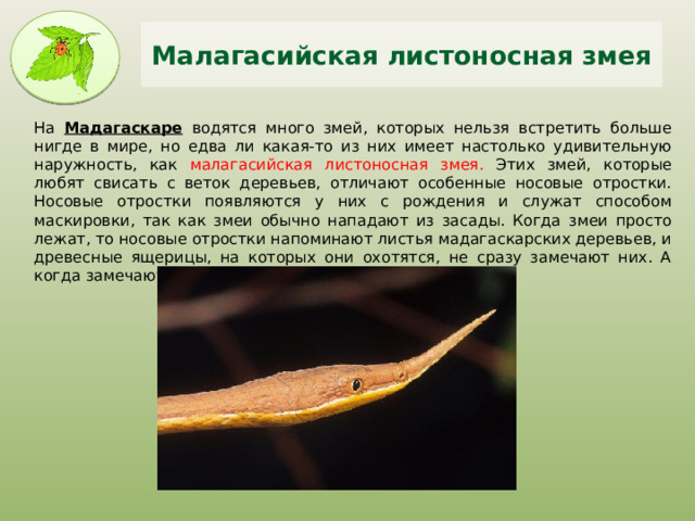 Малагасийская листоносная змея На Мадагаскаре водятся много змей, которых нельзя встретить больше нигде в мире, но едва ли какая-то из них имеет настолько удивительную наружность, как малагасийская листоносная змея. Этих змей, которые любят свисать с веток деревьев, отличают особенные носовые отростки. Носовые отростки появляются у них с рождения и служат способом маскировки, так как змеи обычно нападают из засады. Когда змеи просто лежат, то носовые отростки напоминают листья мадагаскарских деревьев, и древесные ящерицы, на которых они охотятся, не сразу замечают них. А когда замечают, то становится слишком поздно... 