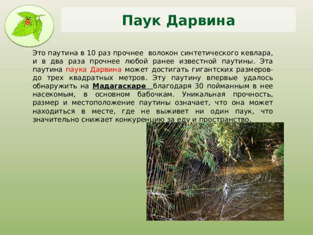 Паук Дарвина Это паутина в 10 раз прочнее волокон синтетического кевлара, и в два раза прочнее любой ранее известной паутины. Эта паутина паука Дарвина может достигать гигантских размеров- до трех квадратных метров. Эту паутину впервые удалось обнаружить на Мадагаскаре благодаря 30 пойманным в нее насекомым, в основном бабочкам. Уникальная прочность, размер и местоположение паутины означает, что она может находиться в месте, где не выживет ни один паук, что значительно снижает конкуренцию за еду и пространство. 