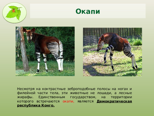 Окапи Несмотря на контрастные зеброподобные полосы на ногах и филейной части тела, эти животные не лошади, а лесные жирафы. Единственным государством, на территории которого встречаются окапи, является Демократическая республика Конго. 