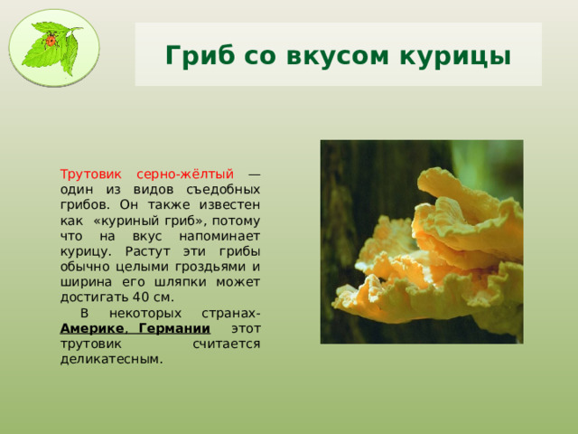 Гриб со вкусом курицы Трутовик серно-жёлтый — один из видов съедобных грибов. Он также известен как «куриный гриб», потому что на вкус напоминает курицу. Растут эти грибы обычно целыми гроздьями и ширина его шляпки может достигать 40 см.  В некоторых странах- Америке , Германии этот трутовик считается деликатесным. 
