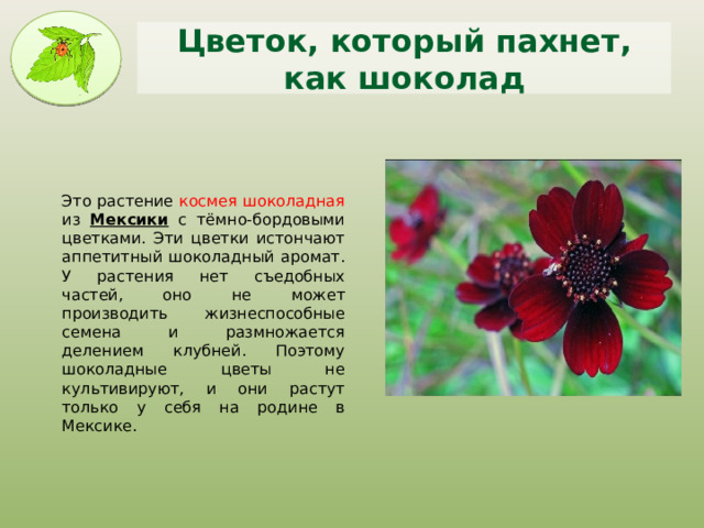 Цветок, который пахнет, как шоколад Это растение космея шоколадная из Мексики с тёмно-бордовыми цветками. Эти цветки истончают аппетитный шоколадный аромат. У растения нет съедобных частей, оно не может производить жизнеспособные семена и размножается делением клубней. Поэтому шоколадные цветы не культивируют, и они растут только у себя на родине в Мексике. 