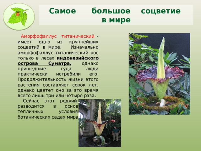 Самое большое соцветие  в мире  Аморфофаллус титанический - имеет одно из крупнейших соцветий в мире. Изначально аморфофаллус титанический рос только в лесах индонезийского  острова Суматра , однако пришедшие туда люди практически истребили его. Продолжительность жизни этого растения составляет сорок лет, однако цветет оно за это время всего лишь три или четыре раза.  Сейчас этот редкий цветок разводится в основном в тепличных условиях в ботанических садах мира. 