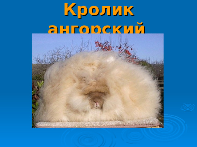 Кролик ангорский 
