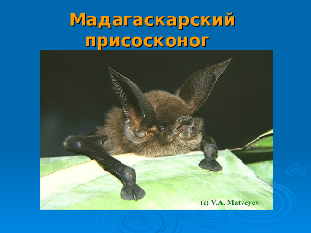Мадагаскарский присосконог   