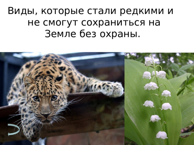 Виды, которые стали редкими и не смогут сохраниться на Земле без охраны. 