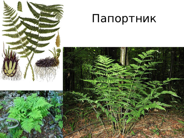 Папортник 