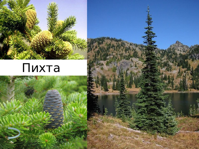 Пихта 