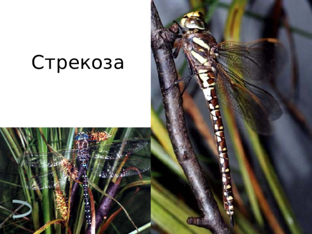 Стрекоза 