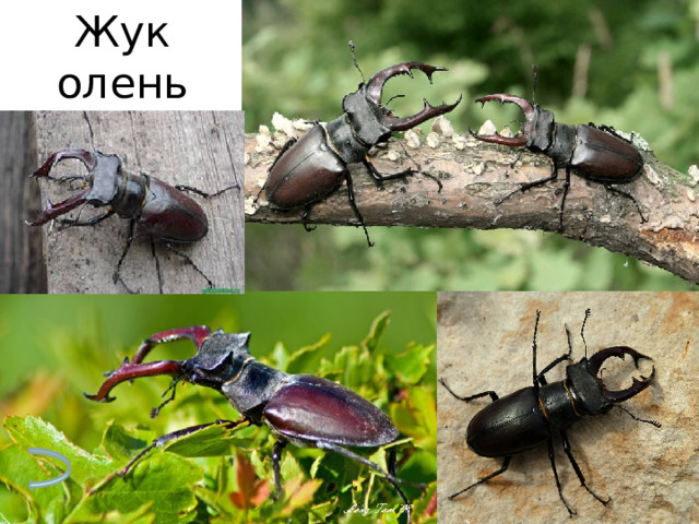 Жук олень 