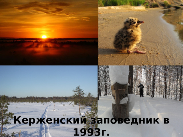 Керженский заповедник в 1993г. 