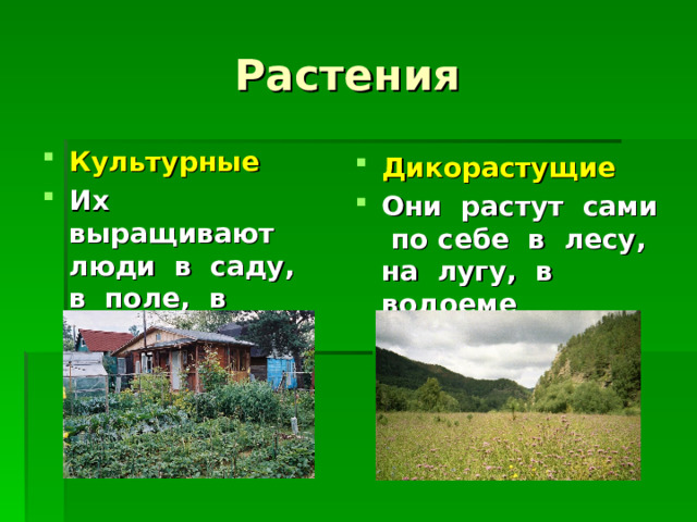 Растения Культурные Их выращивают люди в саду, в поле, в огороде Дикорастущие Они растут сами по себе в лесу, на лугу, в водоеме 