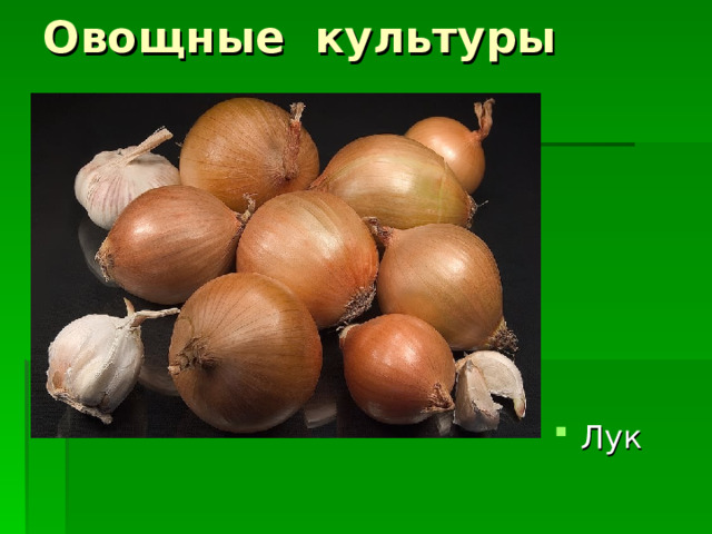 Овощные культуры Лук 