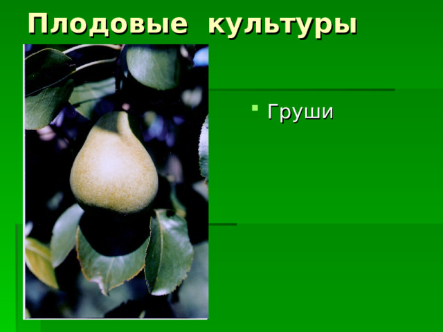 Плодовые культуры Груши 