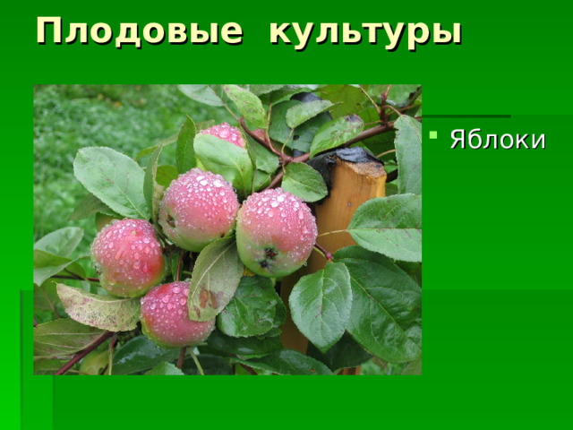 Плодовые культуры Яблоки 