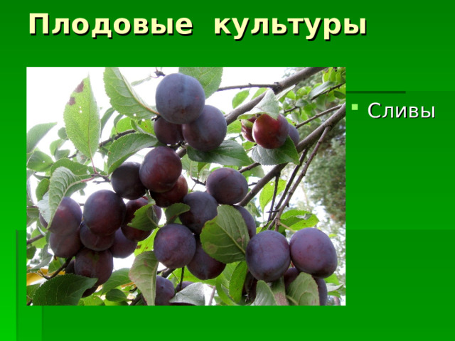 Плодовые культуры Сливы 