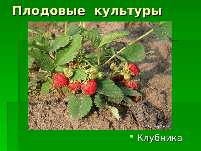 Плодовые культуры Клубника 