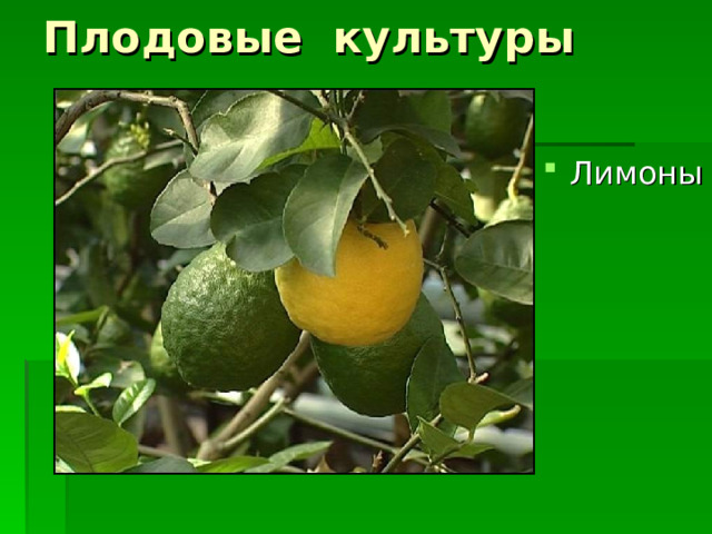 Плодовые культуры Лимоны 