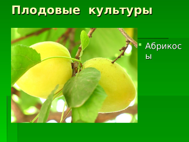 Плодовые культуры Абрикосы 