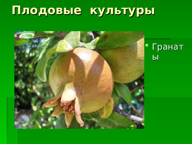 Плодовые культуры Гранаты 