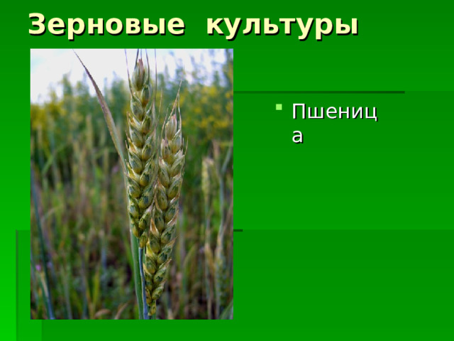 Зерновые культуры Пшеница 