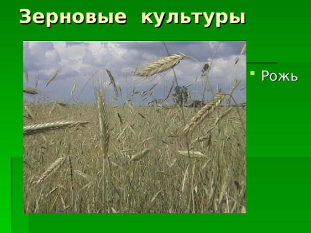 Зерновые культуры Рожь 
