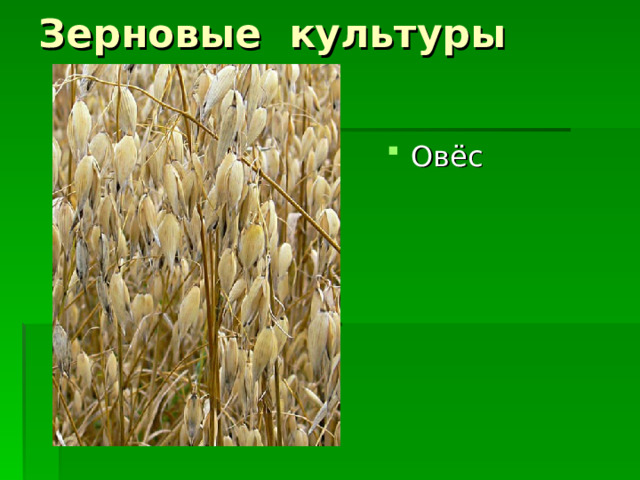 Зерновые культуры Овёс 