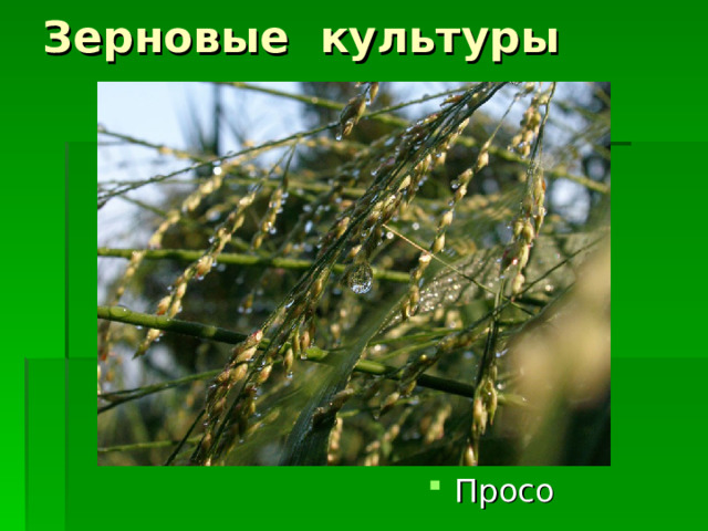 Зерновые культуры Просо 