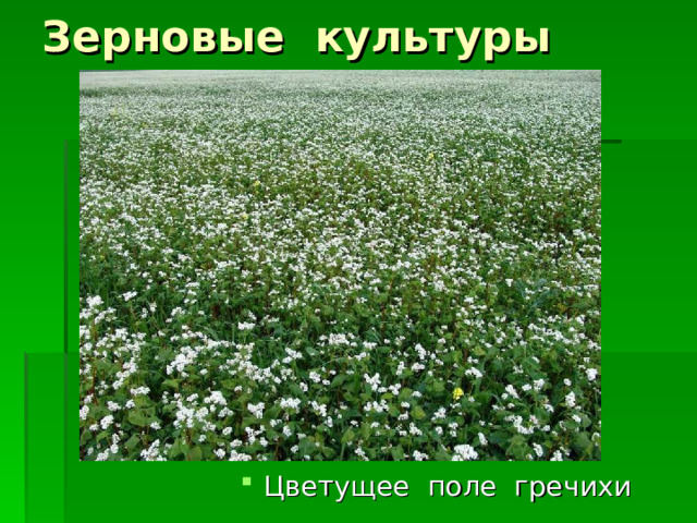 Зерновые культуры Цветущее поле гречихи 