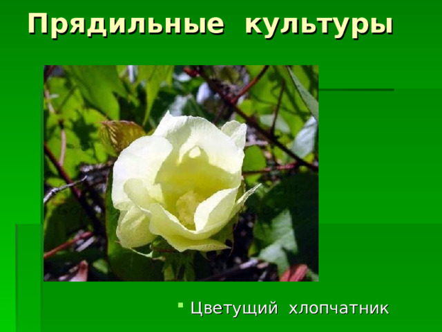Прядильные культуры Цветущий хлопчатник 