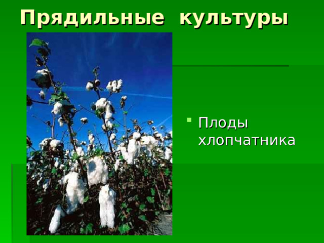 Прядильные культуры Плоды хлопчатника 