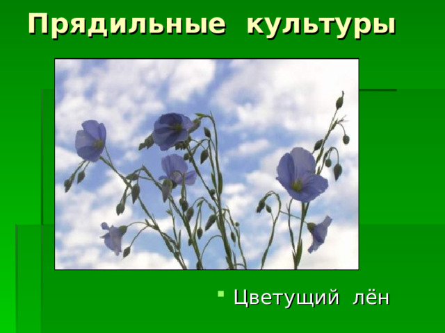 Прядильные культуры Цветущий лён 
