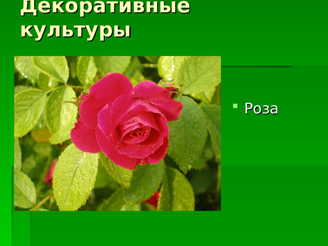 Декоративные культуры Роза 