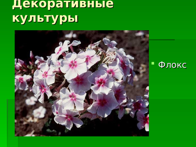 Декоративные культуры Флокс 