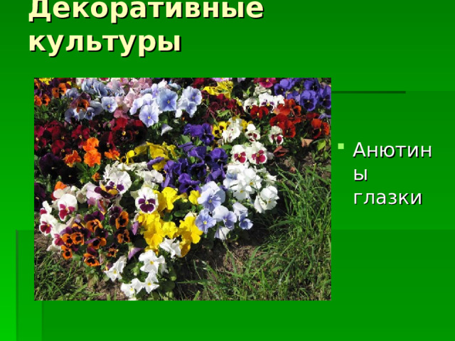Декоративные культуры Анютины глазки 