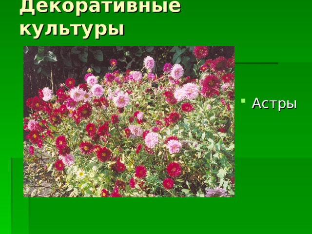 Декоративные культуры Астры 