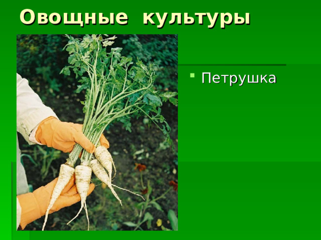 Овощные культуры Петрушка 