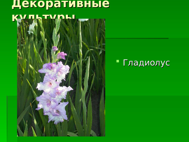 Декоративные культуры Гладиолус 