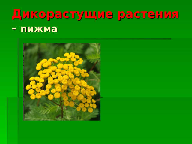 Дикорастущие растения  - пижма 
