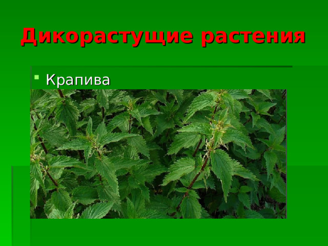 Дикорастущие растения Крапива  