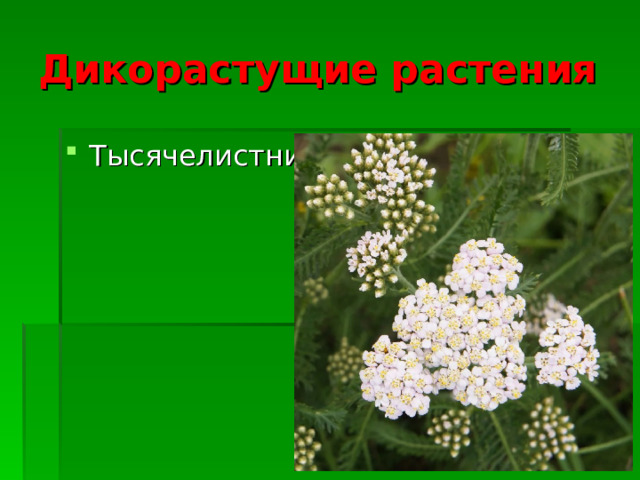 Дикорастущие растения Тысячелистник  