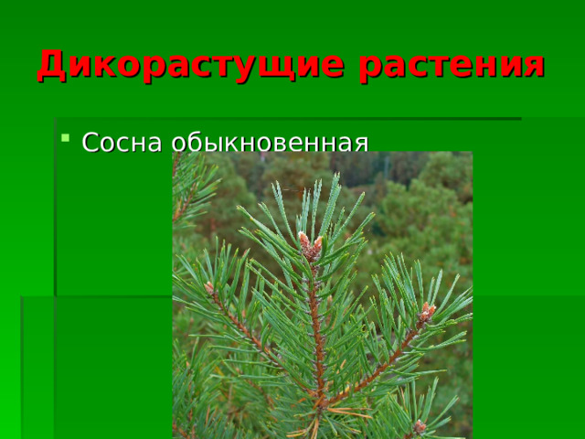 Дикорастущие растения Сосна обыкновенная  