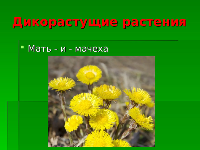 Дикорастущие растения Мать - и - мачеха   